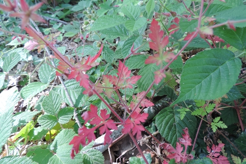 Piantina rossa - Geranium robertianum